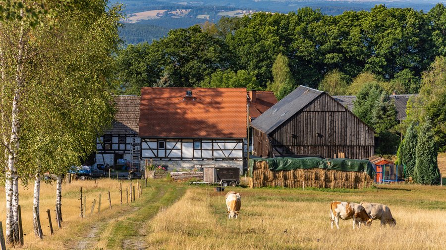 Auf einer Wiese grasen Kühe. Links im Bild stehen Birken am Wegesrand. Dahinter schließt sich ein Bauernhofgebäude an. Im Hintergrund zeichnet sich eine hügelige Waldlanschaft ab.