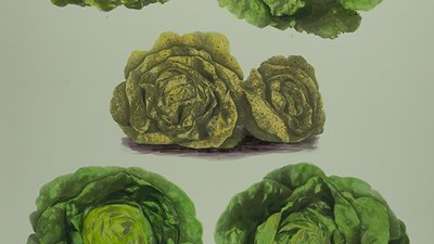 Salatvielfalt