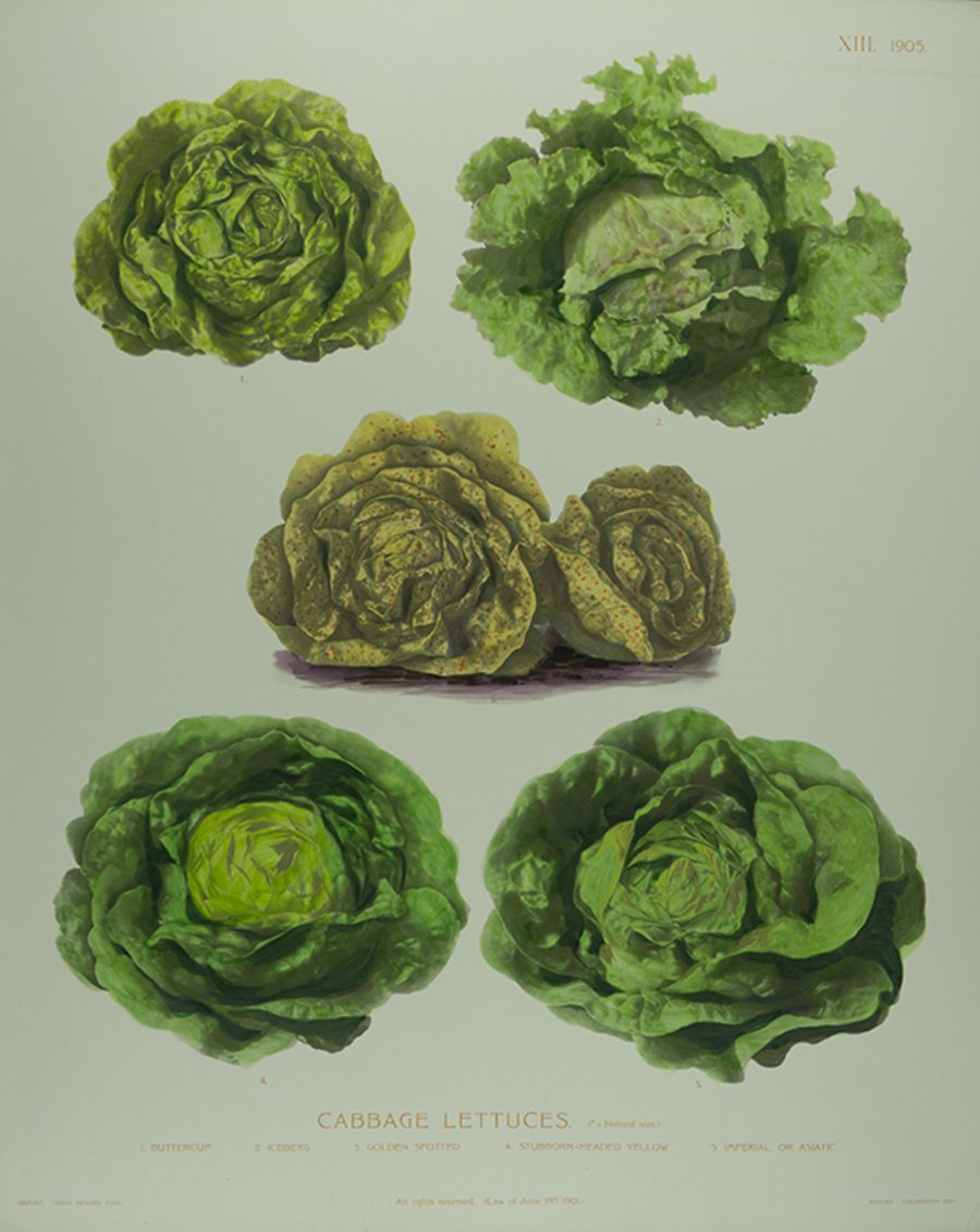 Salatvielfalt