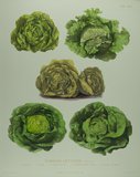 Salatvielfalt