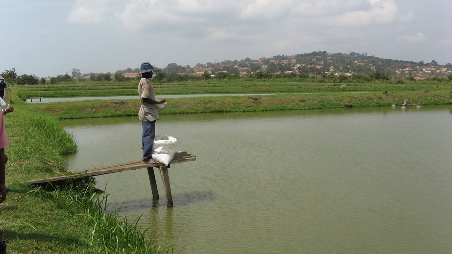 Fischteich im Aquaculture and Development Centre, Kajjansi in Uganda. Mausklick führt zu einer vergrößerten Ansicht 