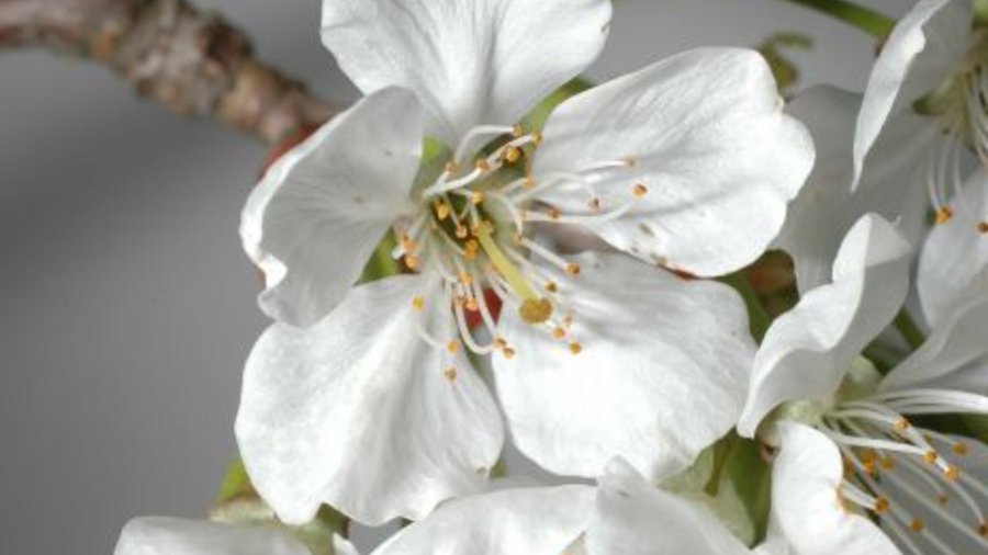 Kirschblüte. Mausklick führt zu einer vergrößerten Ansicht.