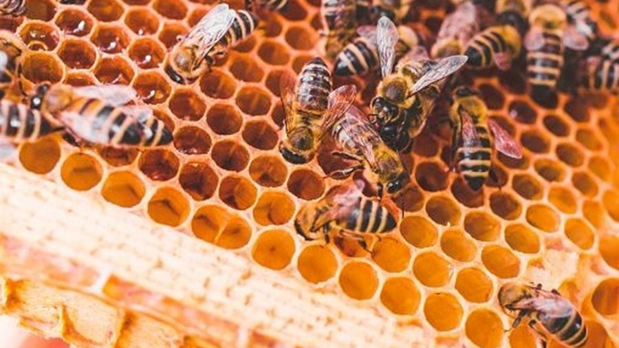 Auf dem Foto sind Bienen auf ihrer Wabe zu sehen. In den Wabenlöchern glänzt der Honig.