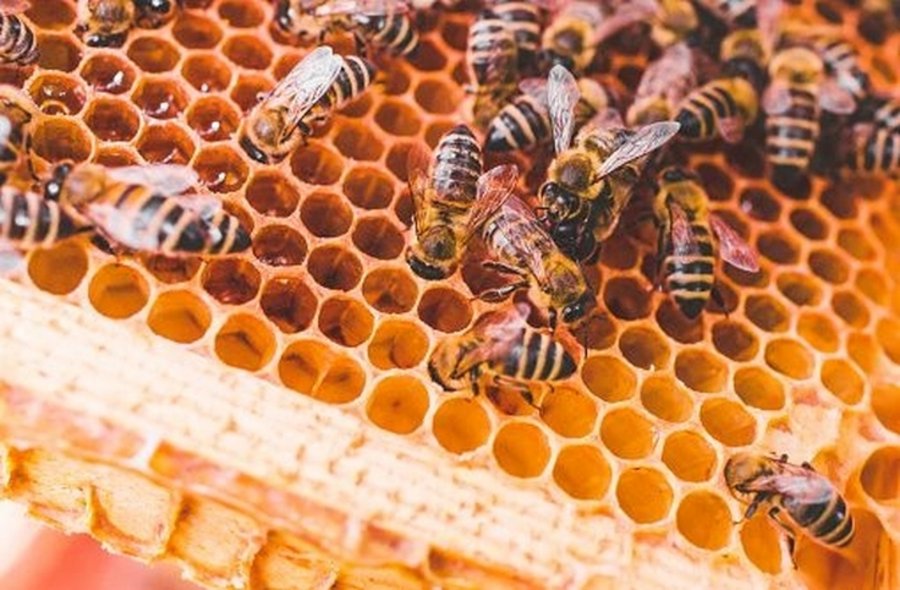 Beehives of a beekeeper caring for bees with honeycombs and honeybees Auf dem Foto sind Bienen auf ihrer Wabe zu sehen. In den Wabenlöchern glänzt der Honig.