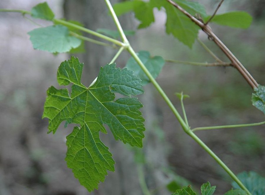 European, wild grapevine 