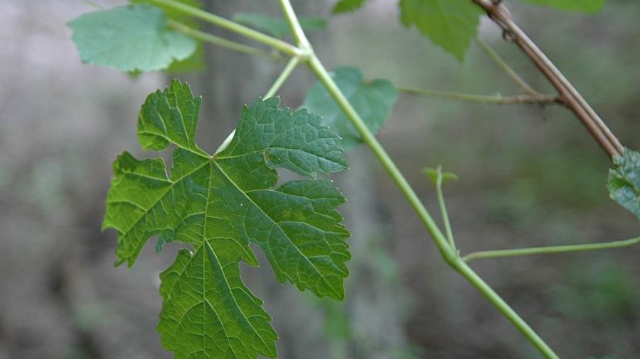 European, wild grapevine 