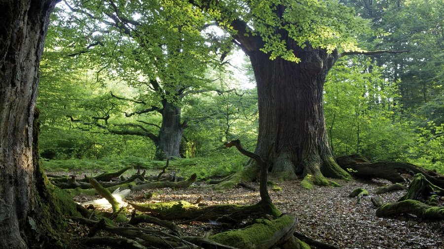 Ein Laubwald mit großen, alten Bäumen, durch das grüne Laub scheint die Sonne.