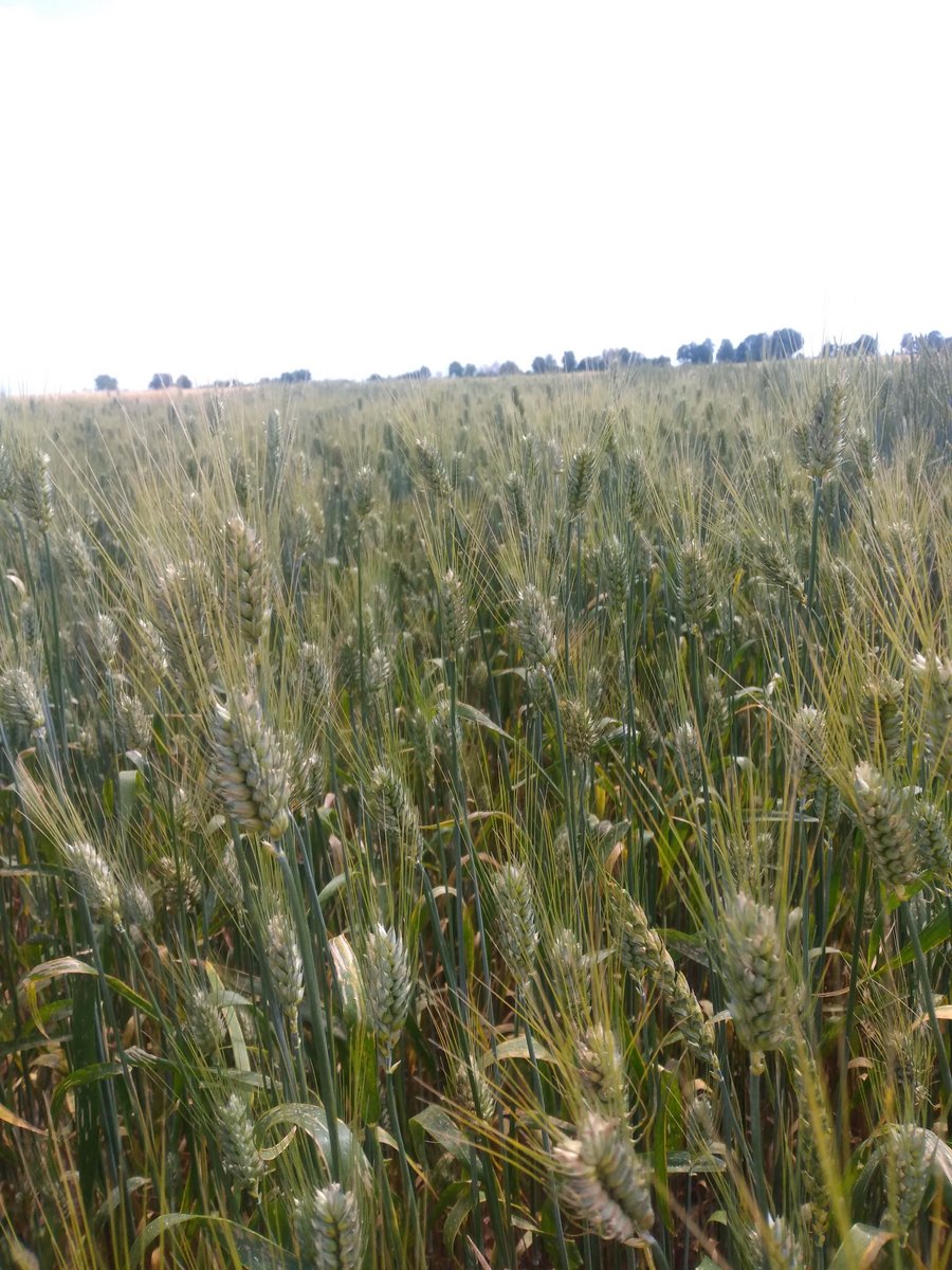 Weizenähren auf einem Feld