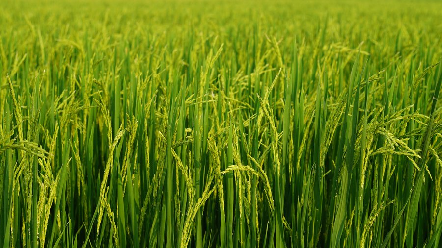 Das Bild zeigt ein Reisfeld.