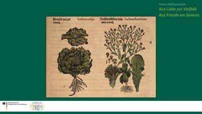 Das Bild zeigt eine historische Zeichnung von einer Salatpflanze.