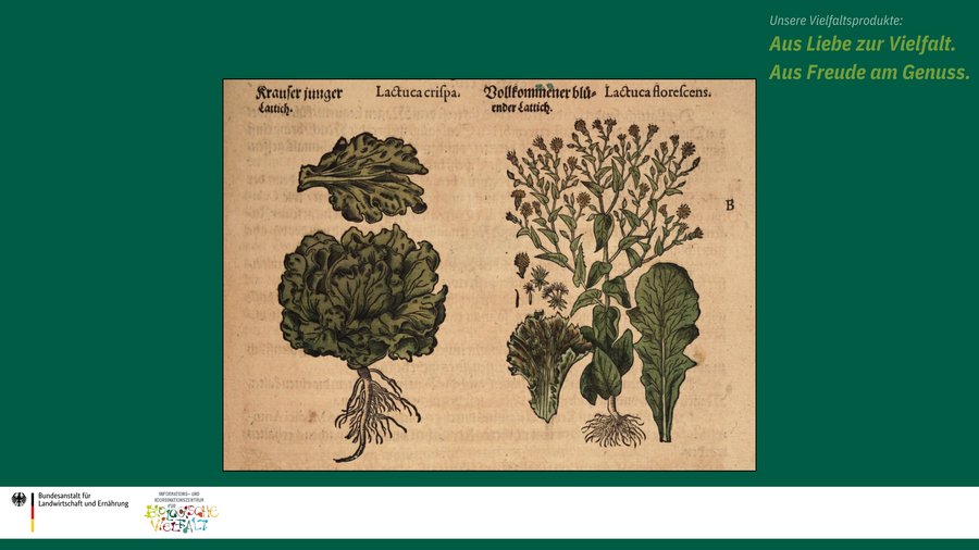 Das Bild zeigt eine historische Zeichnung von einer Salatpflanze.