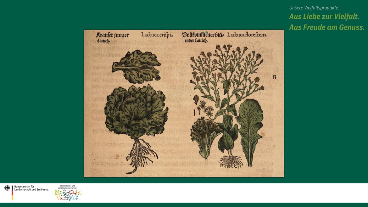 Das Bild zeigt eine historische Zeichnung von einer Salatpflanze.