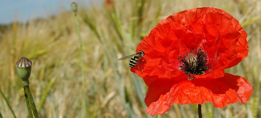 Eine Schwebfliege sitzt auf einer Mohnblüte