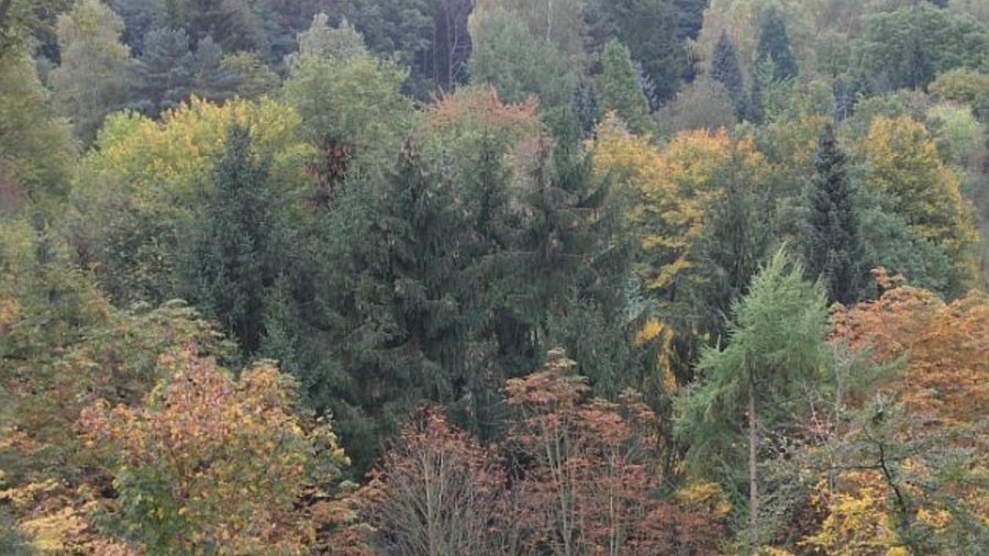 Herbstwald