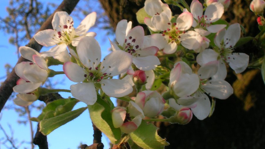 Blüten der Wild-Birne. Mausklick führt zu einer vergrößerten Ansicht.