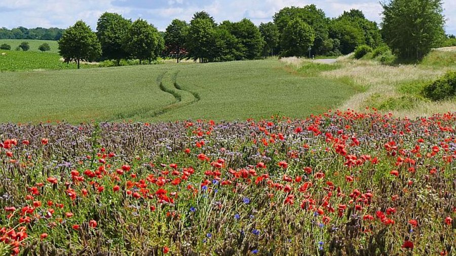 Blühstreifen Mohnblumen, dahinter Wiese mit Bäumen