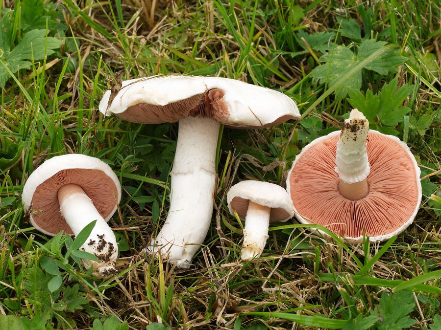 Wiesenchampignon