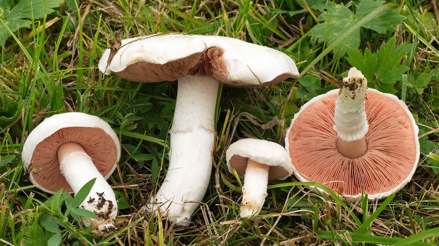 Mushroom of the year 2018 Meadow mushroom