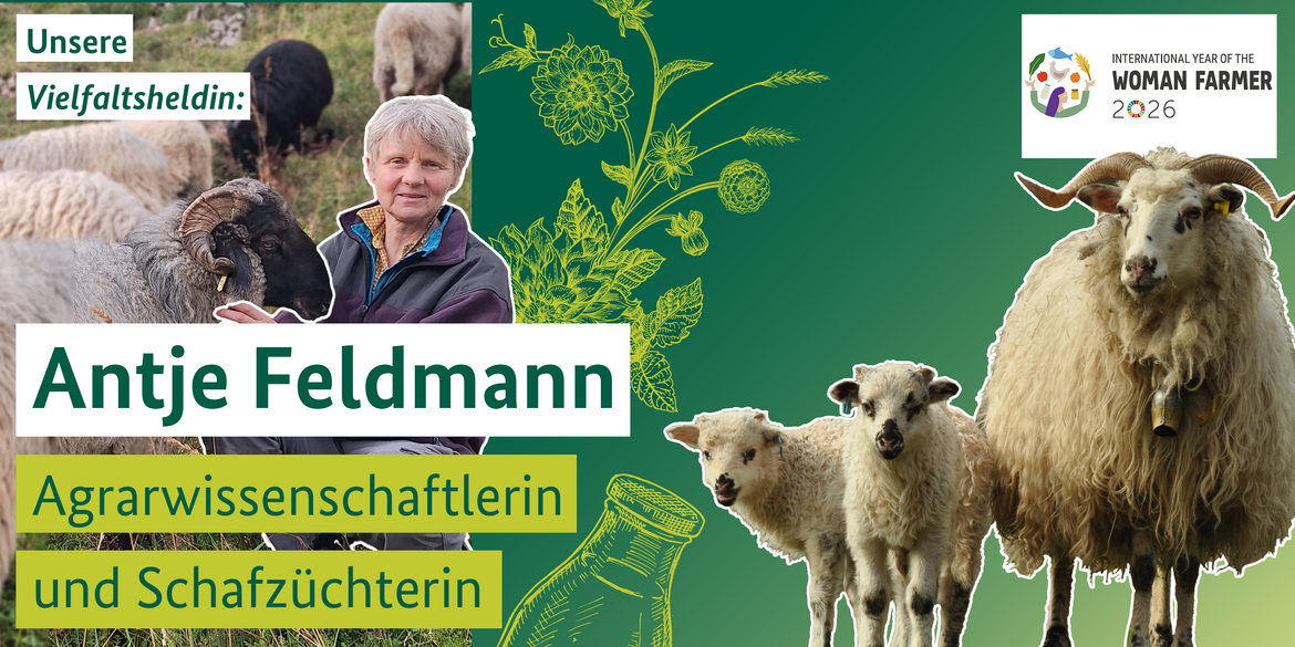 Das Bild zeigt eine Gestaltung mehrerer Bilder von Walachen- und Steinschafen sowie Antje Feldmann, einer Interviewpartnerin der Vielfaltsheldinnen-Reihe. 
