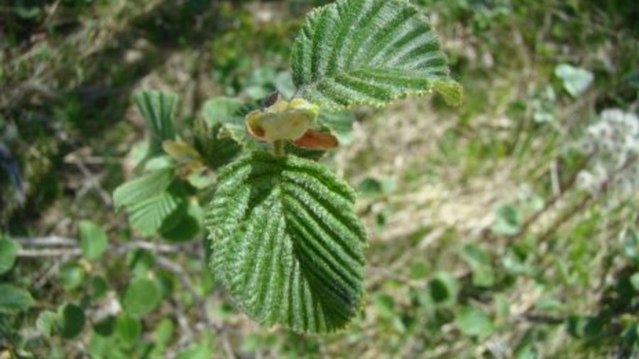 Grey alder leaves. Click leads to enlarged view