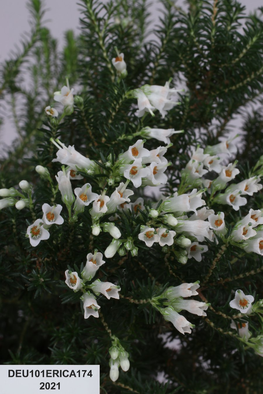 Nahaufnahme weißer, röhrenförmiger Blüten und dunklegrüner nadelförmiger Blätter einer Erica-Art.