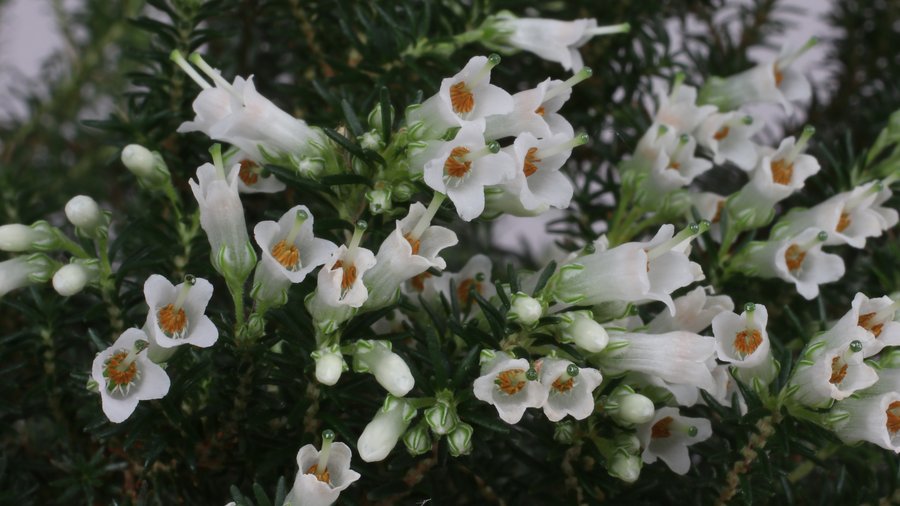 Nahaufnahme weißer, röhrenförmiger Blüten und dunklegrüner nadelförmiger Blätter einer Erica-Art.
