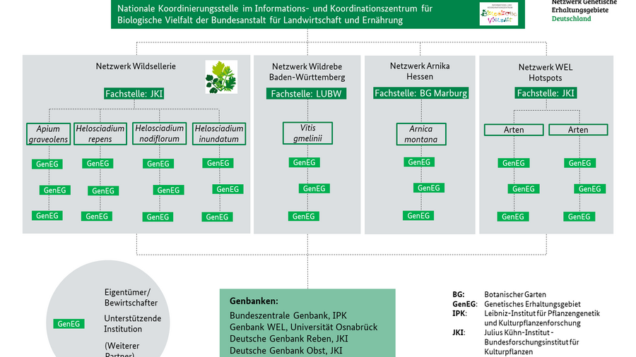 Struktur des Netzwerks Genetische Erhaltungsgebiete Deutschland. Mausklick führt zu einer vergrößerten Ansicht.