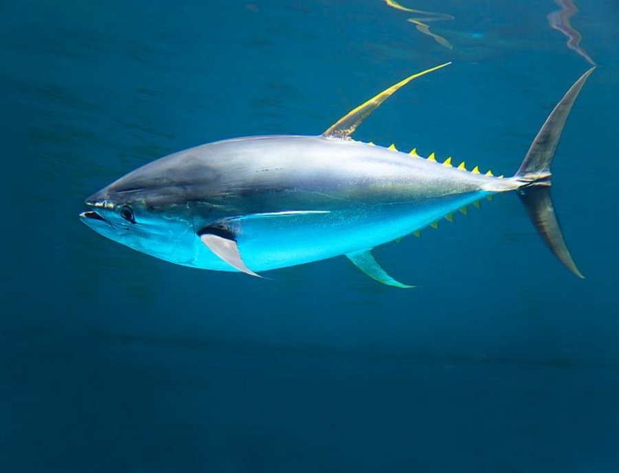 A tuna in the ocean