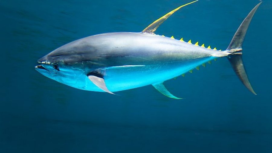 A tuna in the ocean