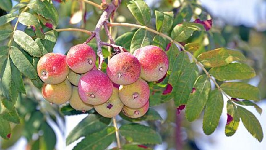 Red Fruits of the service tree (Speierling). Click leads to enlarged view