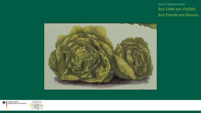 Das Bild zeigt eine historische Zeichnung der Kopfsalatsorte Goldforellen.