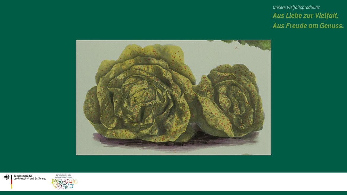 Das Bild zeigt eine historische Zeichnung der Kopfsalatsorte Goldforellen.