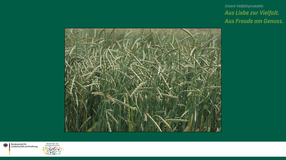 Das Bild zeigt Dinkelgetreide im Feld.
