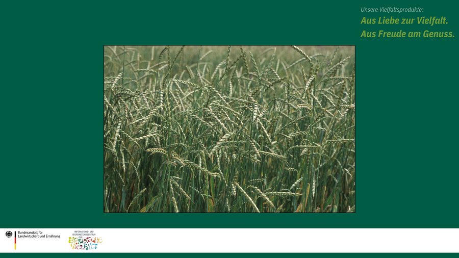Das Bild zeigt Dinkelgetreide im Feld.