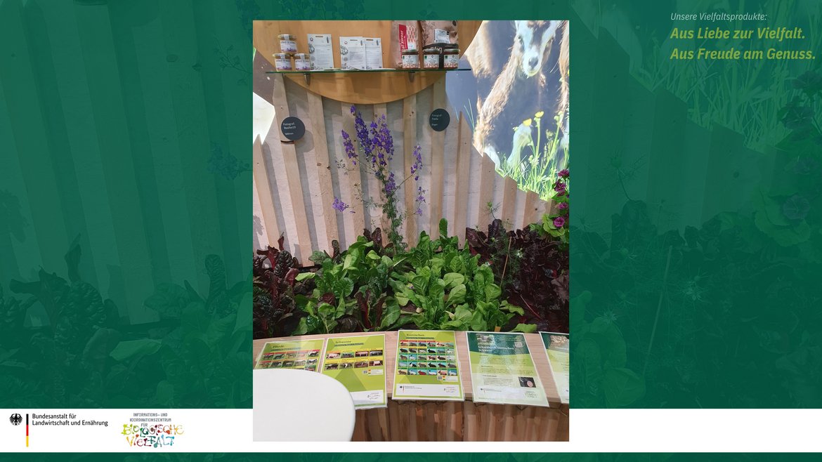 Das Bild zeigt einen Teil von einem Bauerngarten mit bunten Roten Beeten und Mangold.