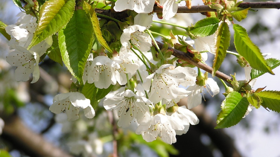 Das Bild zeigt geöffnete Kirschblüten und Blätter.