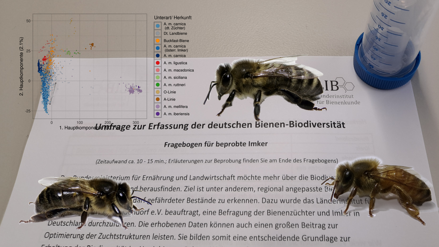 Kollage von Befragung mit Bienen und Grafik