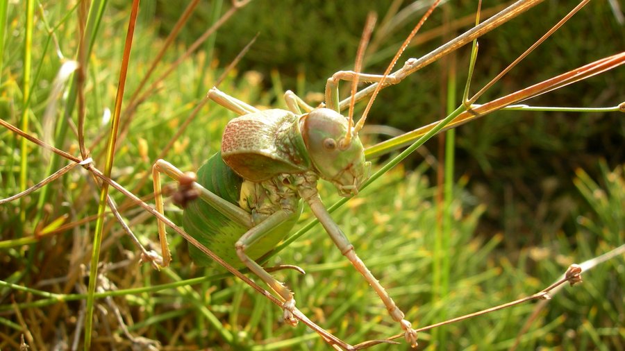 Grasshopper on blades of grass