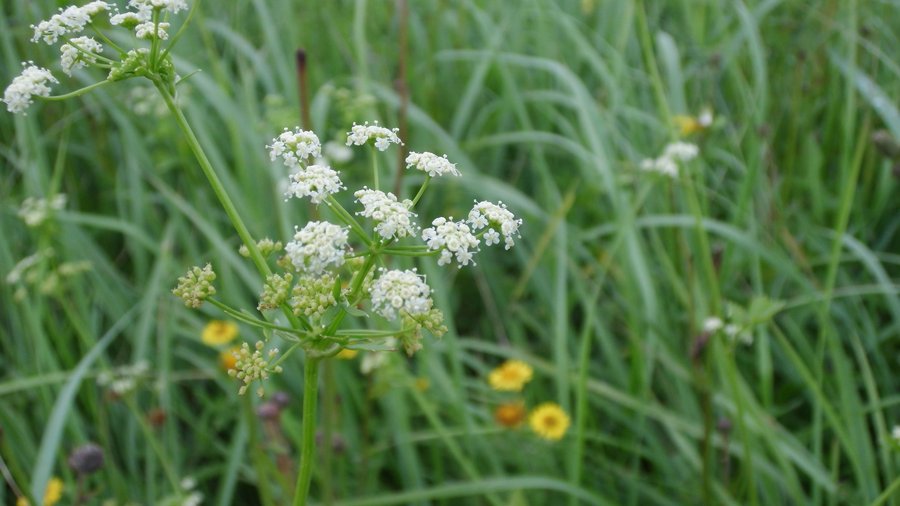 Weißblühende Dolde in Mitten von Gras