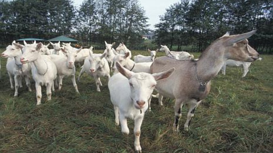 Herd of milk goats. Mouse click leads to enlarged view 