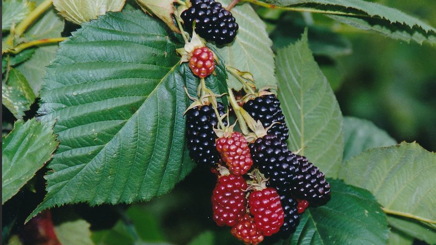 [Translate to en:] Black blackberries on the bush. Mouse click leads to the enlarged view.
