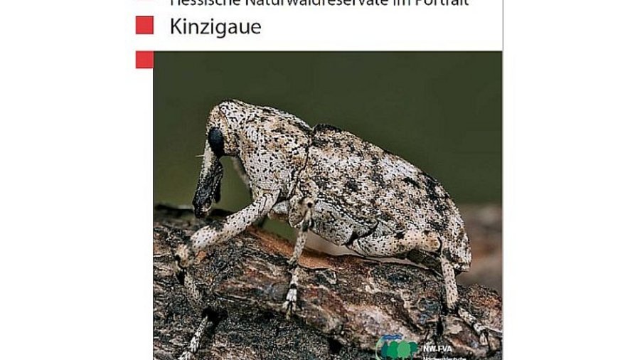 Abgebildet ist der weißlich-braun gescheckte Rüsselkäfer. Mausklick führt zur vergrößerten Ansicht.