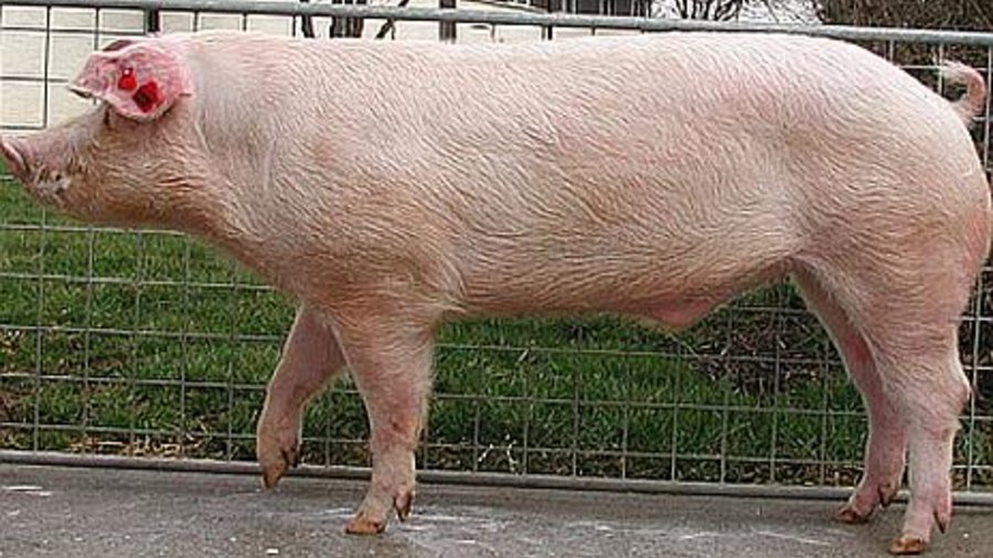 Leicoma Schwein. Mausklick führt zu einer vergrößerten Ansicht.