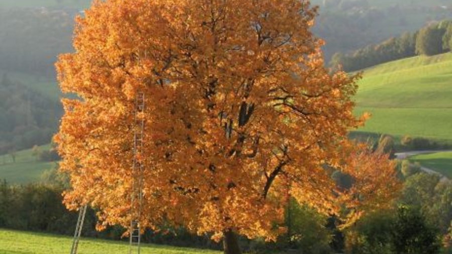 Elsbeere mit Herbstlaubfärbung. Mausklick führt zu einer vergrößerten Ansicht.